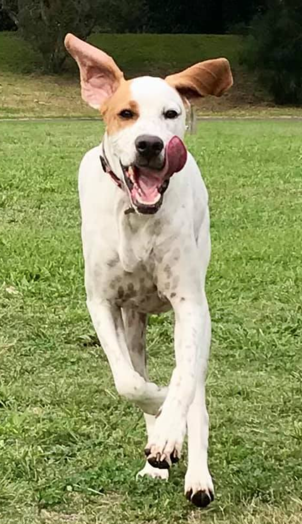 Lola lolling her tongue running