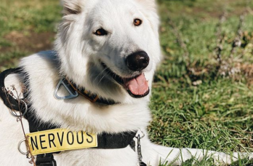 Swiss White Shepherd Kaiser in his Nervous harness smiling