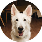 White Swiss Shepherd Kaiser Portrait