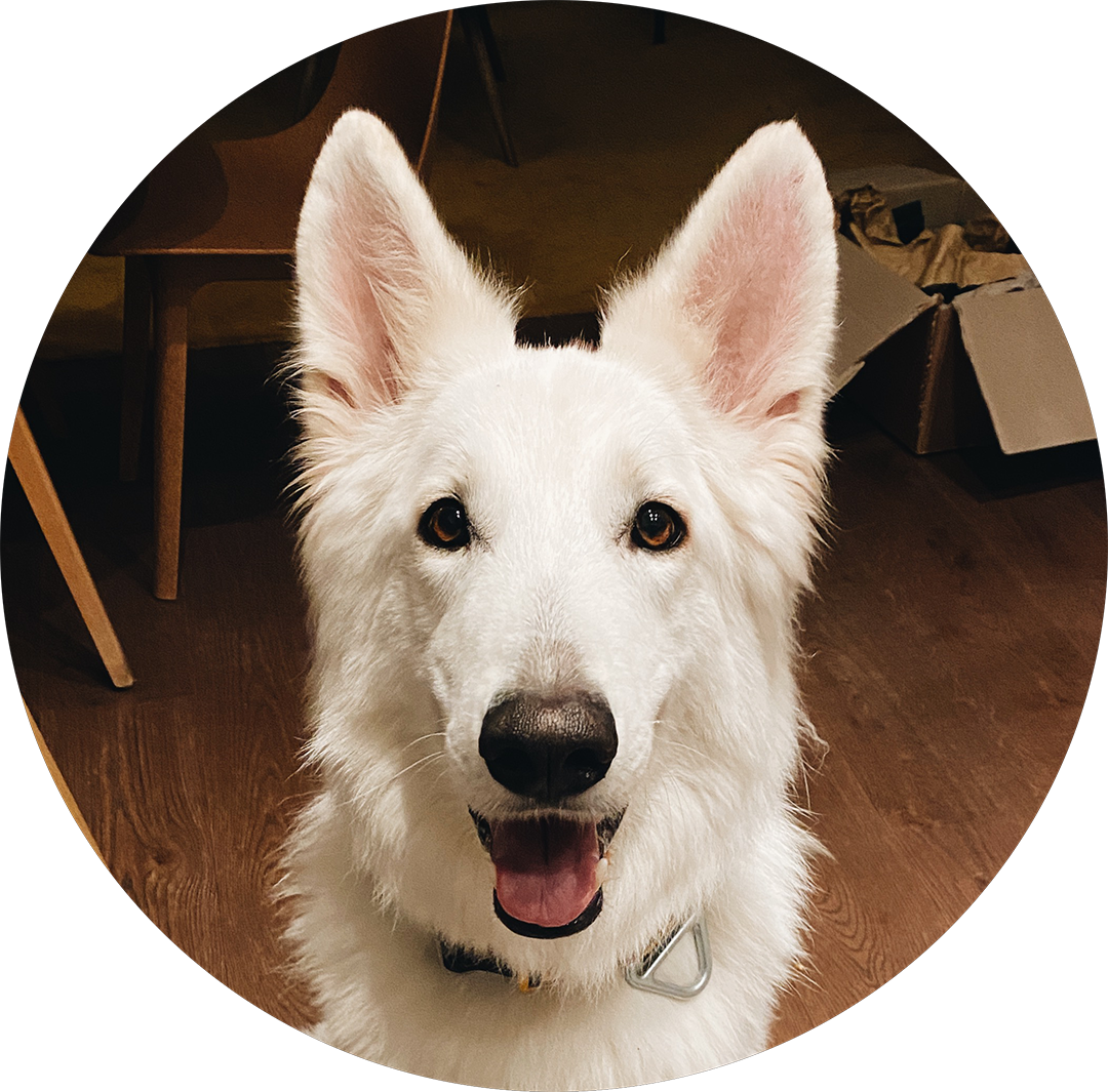 White Swiss Shepherd Kaiser Portrait