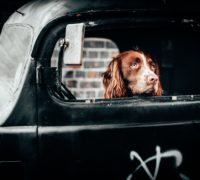 Spaniel in Black Cab thinking about pollution