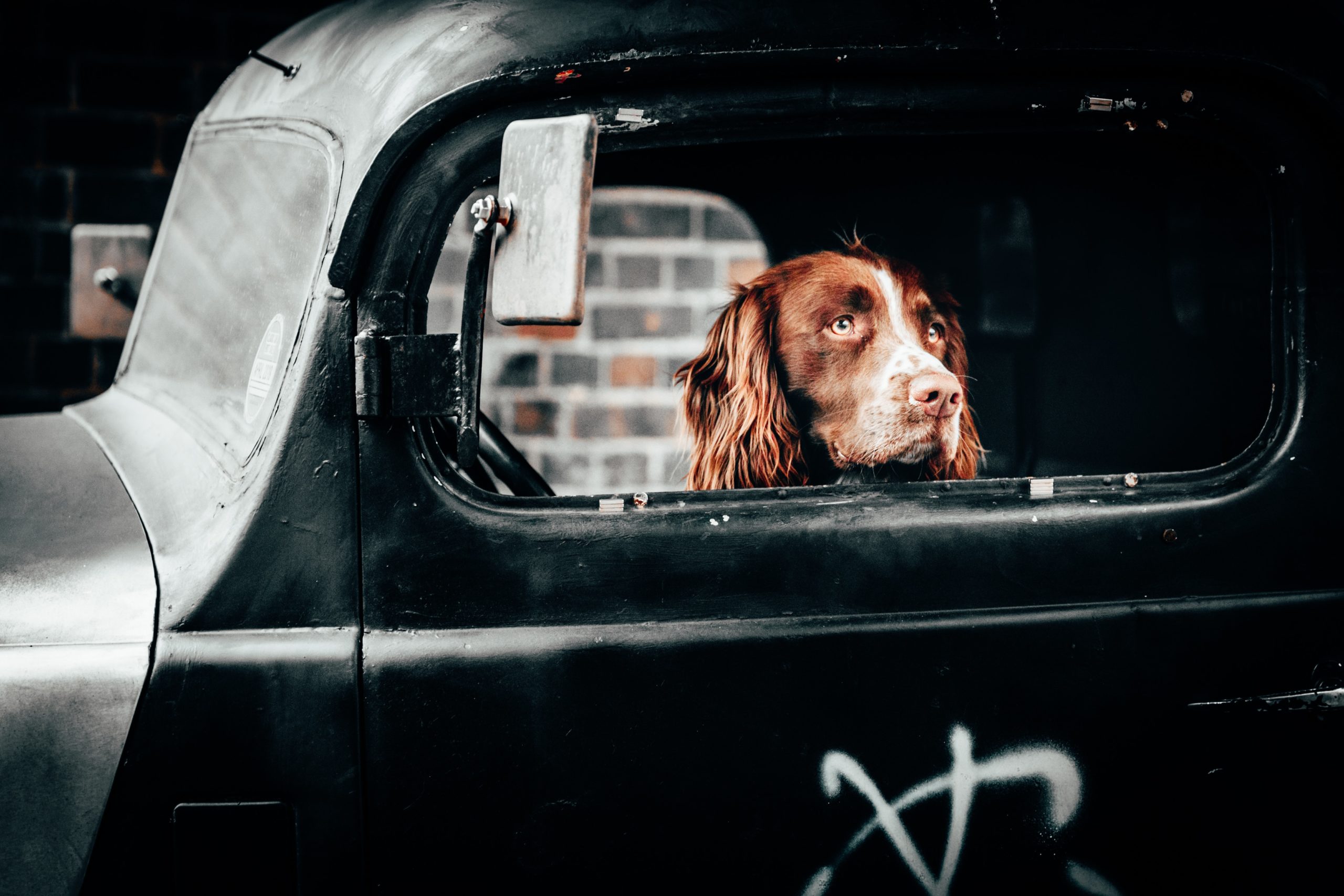 Spaniel in Black Cab thinking about pollution