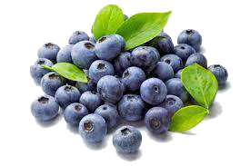 Wild Blueberries