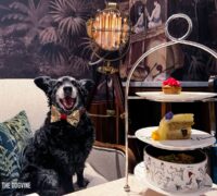 Rescue Dog Belinha sits next to a 3-tier Afternoon Tea for Dogs. Doggie Bowl at the bottom, followed by a slice of Doggie Cake, Pink Peony Pupcake and Doggie Digestives.