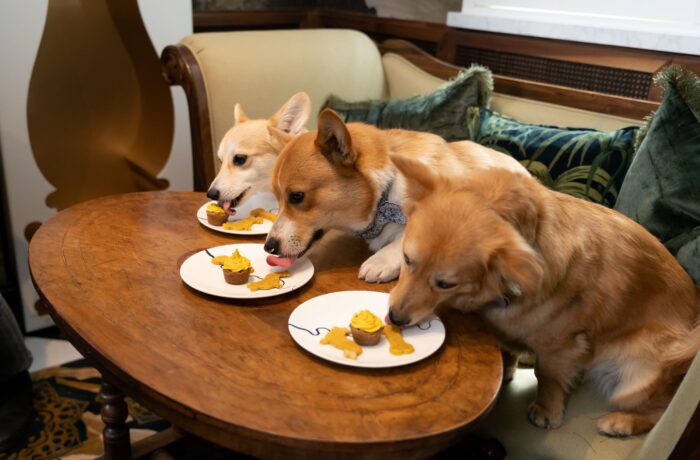 3 Corgis sitting on a bench eating pupcakes off a table.