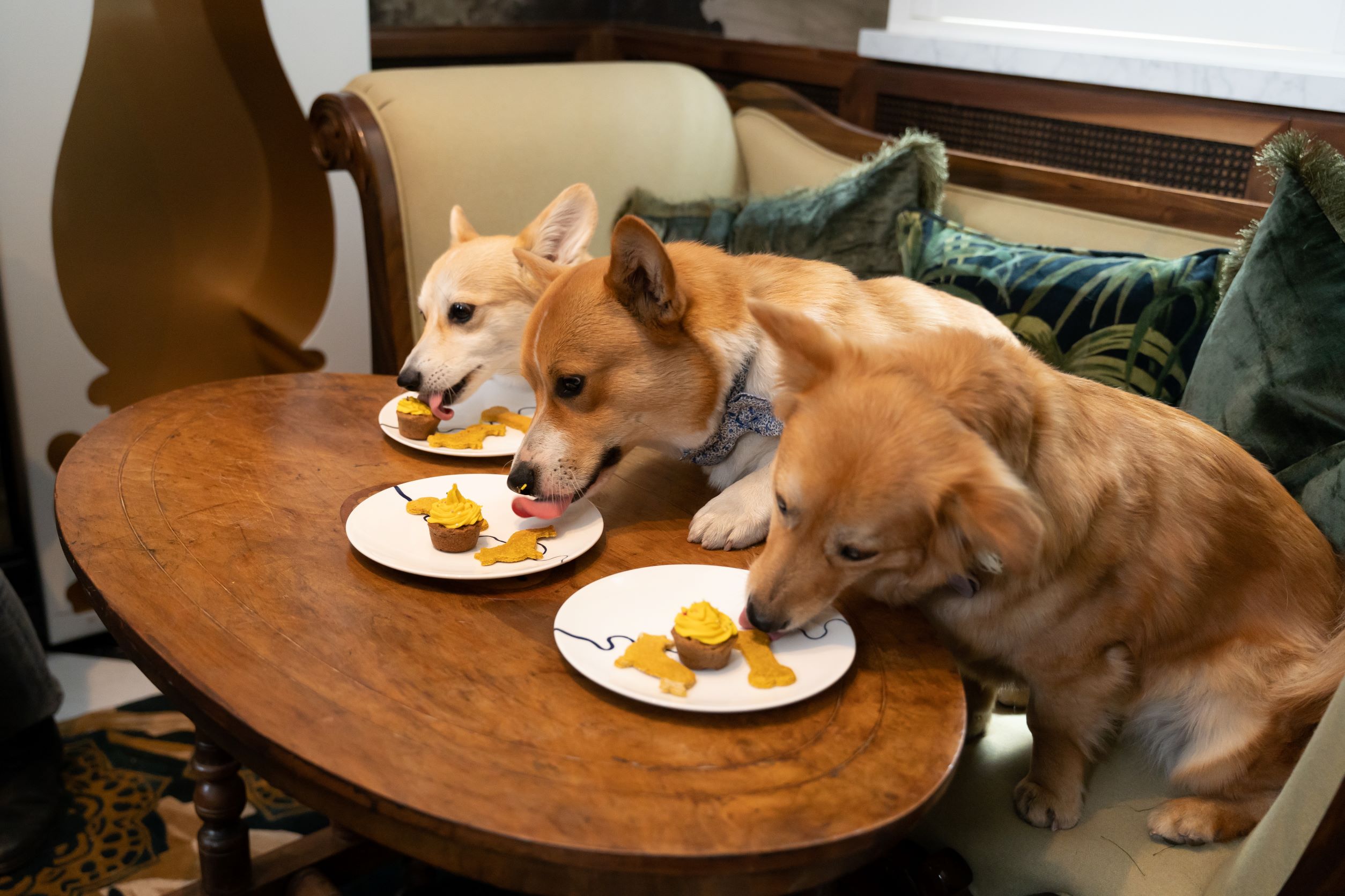 3 Corgis sitting on a bench eating pupcakes off a table.