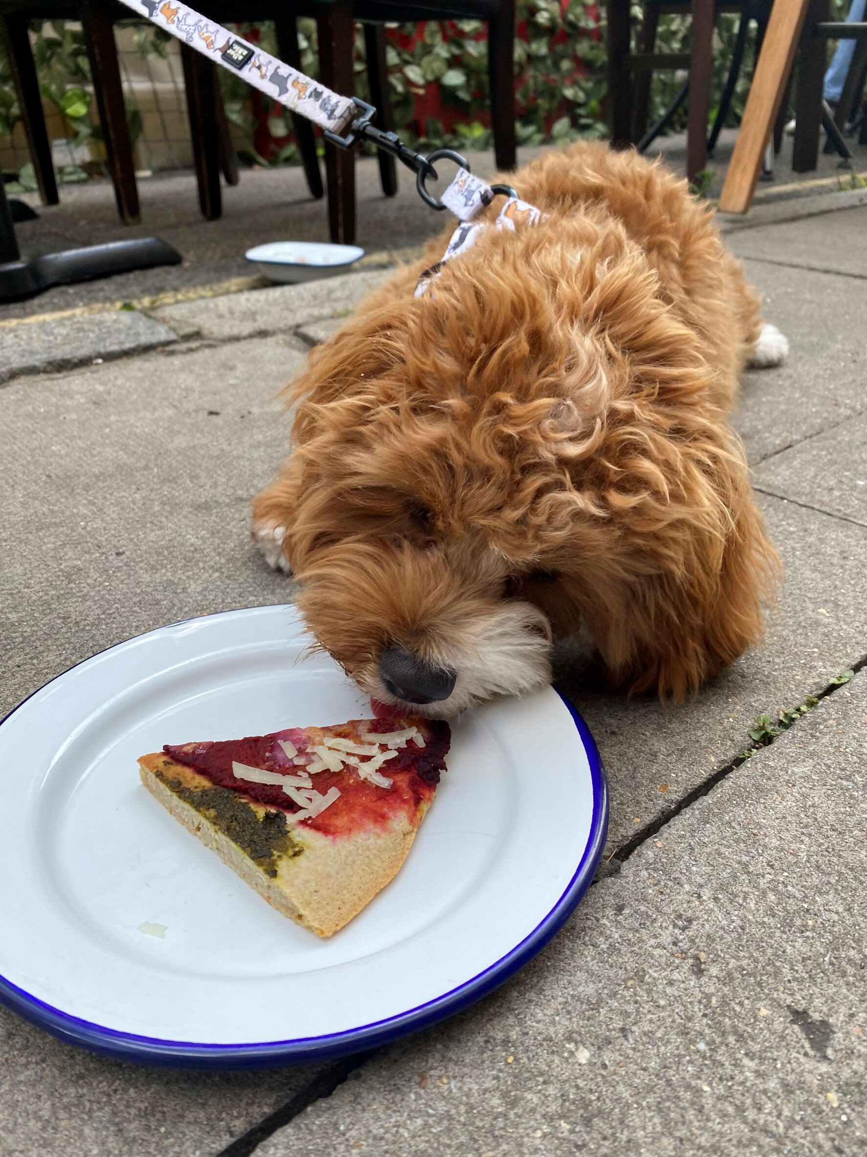Little golden cavapoo puppy eats a slice of Barkino's pizza off a plate outside Catalina's restaurant.