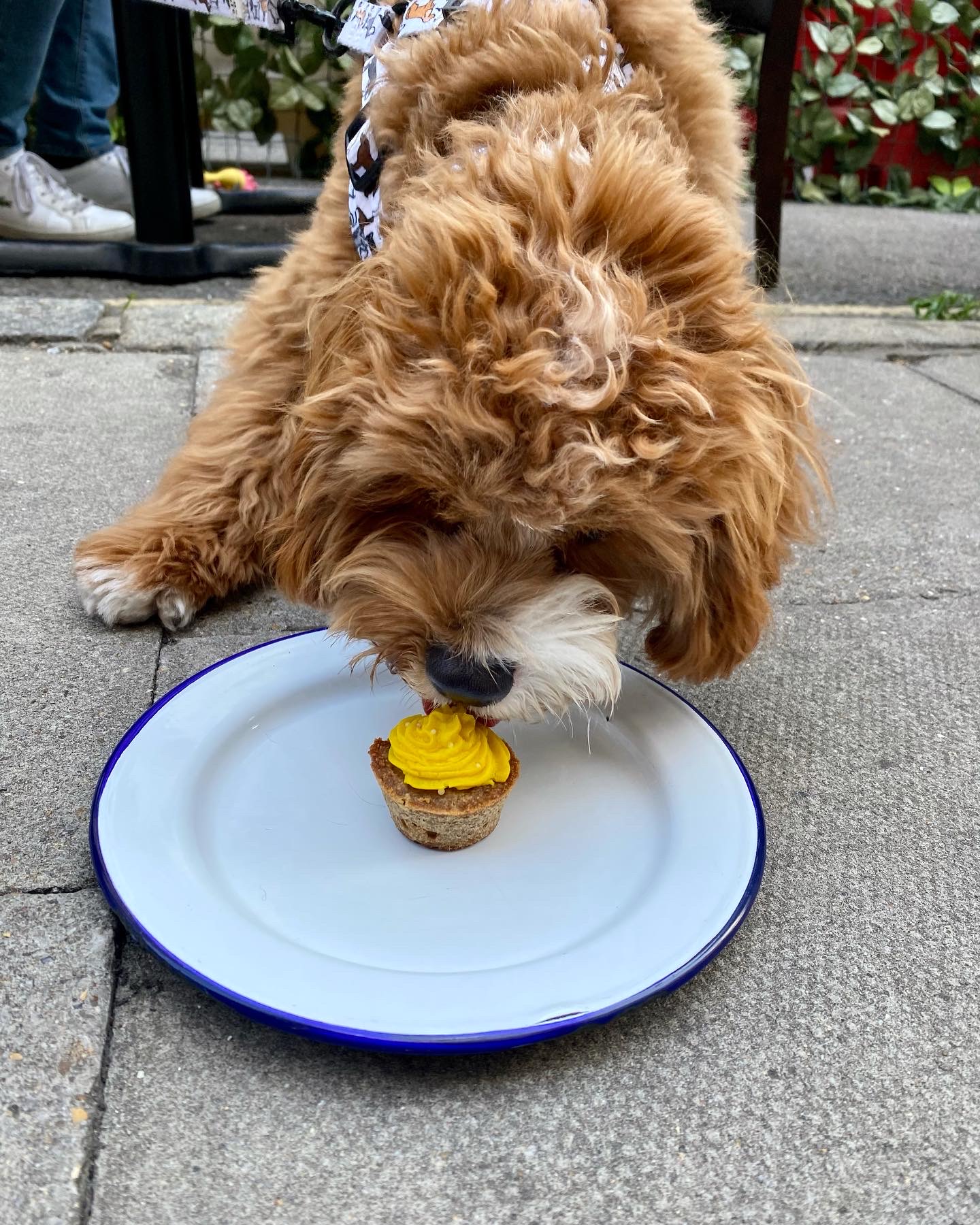 A cavapoo puppy eating a yellow pupcake off a plate.