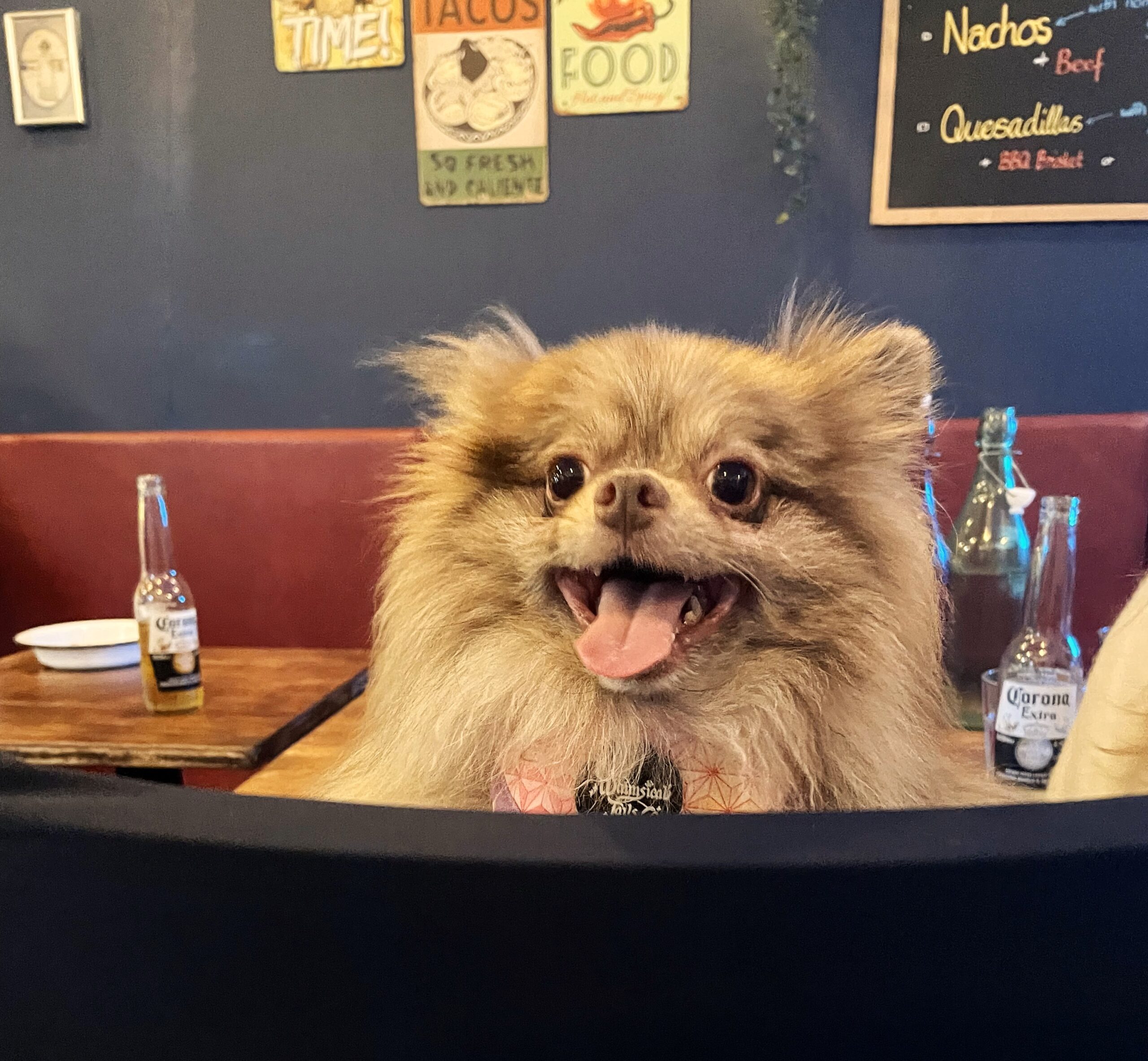 Pomeranian peaking over the back of a chair with a bright smile.