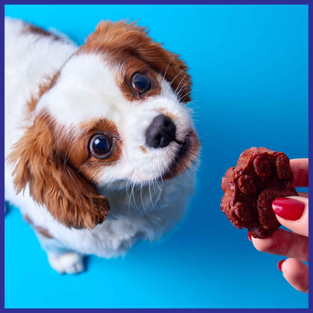 Homemade food for outlet cavalier king charles spaniel